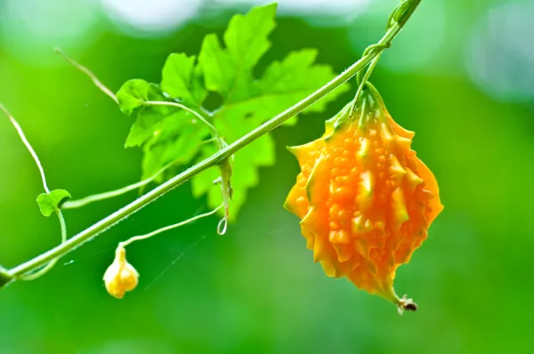 Momordica, fructul tropical din Dubăsarii Vechi
