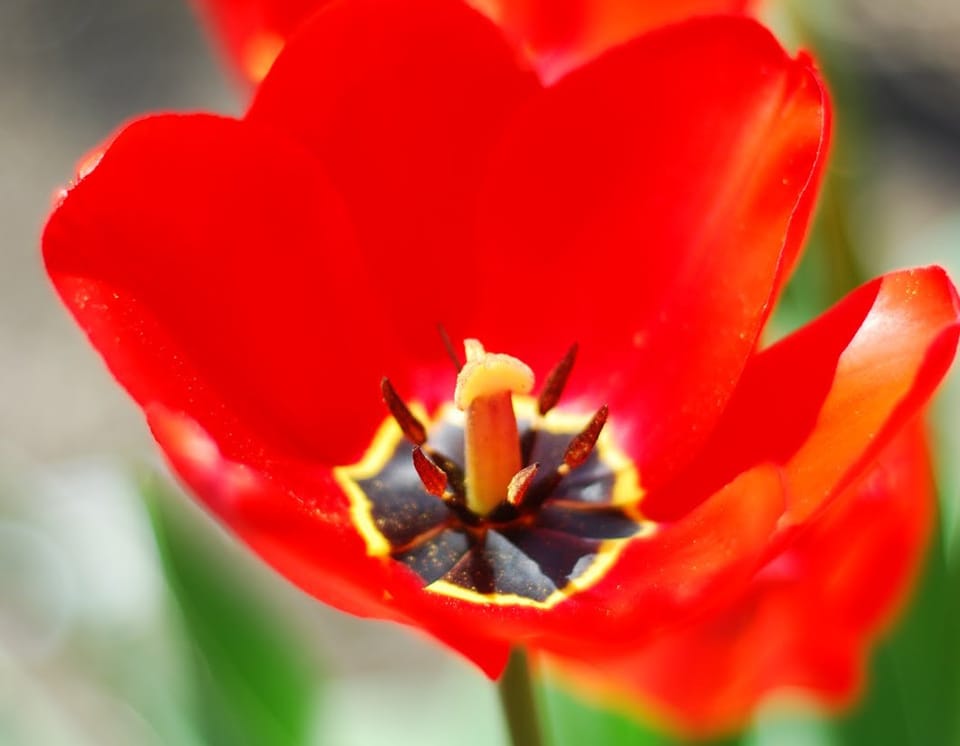 „Hristos a înviat”... Paștele mă-tii